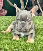 Blue, a male French Bulldog for sale in Fort Lauderdale, FL – 7 of 10