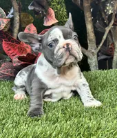 Mamut, a male French Bulldog for sale in Fort Lauderdale, FL – 3 of 9
