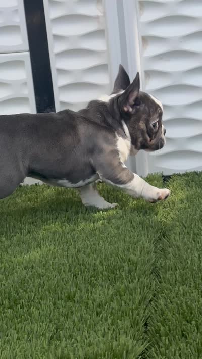 Husky, a male French Bulldog for sale in Fort Lauderdale, FL – 7 of 7