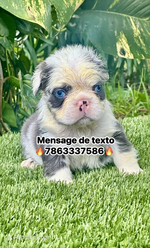 Panda – French Bulldog puppy for sale in Fort Lauderdale, FL