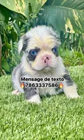 Panda, a male French Bulldog for sale in Fort Lauderdale, FL – 1 of 7