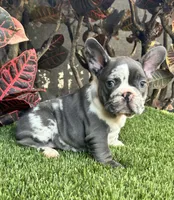 Mamut, a male French Bulldog for sale in Fort Lauderdale, FL – 2 of 9