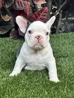 Madona, a female French Bulldog for sale in Fort Lauderdale, FL – 2 of 7