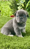 Tokyo, a female French Bulldog for sale in Fort Lauderdale, FL – 7 of 9
