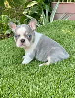 Chiky, a female French Bulldog for sale in Fort Lauderdale, FL – 4 of 8