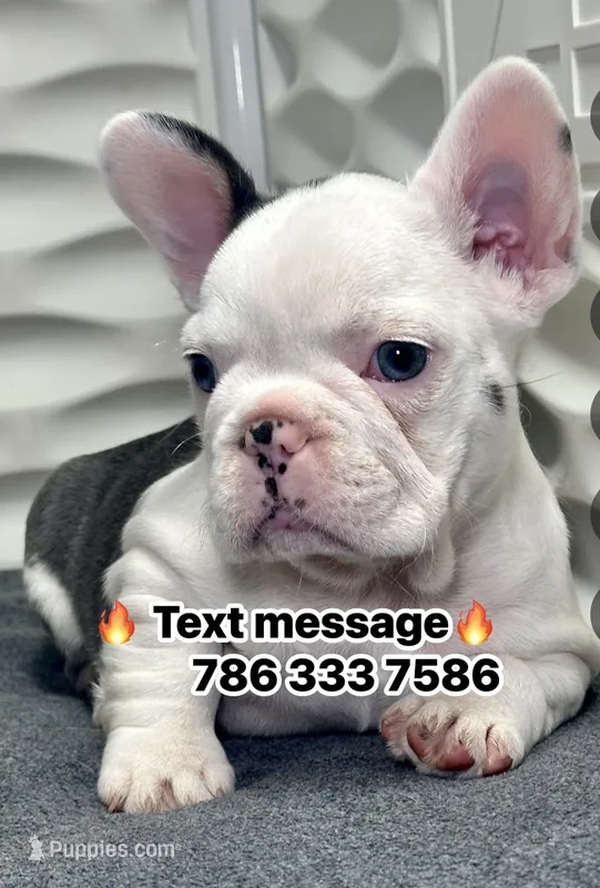 Madona – French Bulldog puppy for sale in Fort Lauderdale, FL