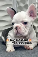 Madona, a female French Bulldog for sale in Fort Lauderdale, FL – 1 of 7