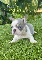 Chiky, a female French Bulldog for sale in Fort Lauderdale, FL – 8 of 8