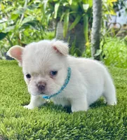 Leo, a male French Bulldog for sale in Fort Lauderdale, FL – 3 of 7