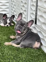 Blue, a male French Bulldog for sale in Fort Lauderdale, FL – 8 of 10