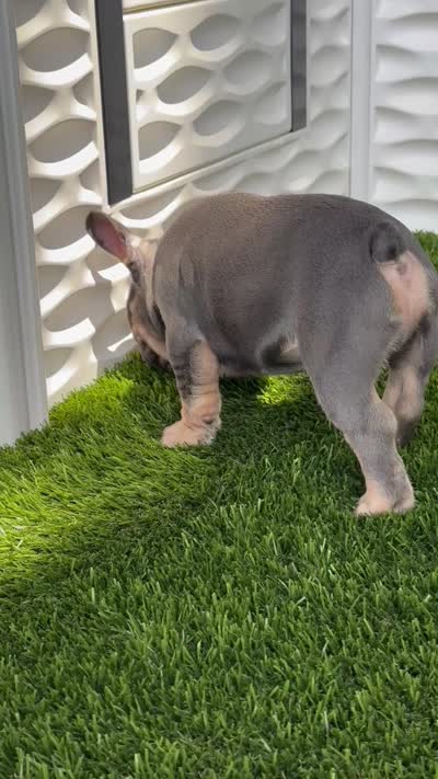 Blue, a male French Bulldog for sale in Fort Lauderdale, FL – 10 of 10