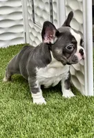 Husky, a male French Bulldog for sale in Fort Lauderdale, FL – 5 of 7