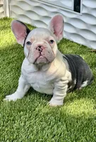 Madona, a female French Bulldog for sale in Fort Lauderdale, FL – 5 of 7