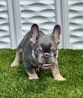 Blue, a male French Bulldog for sale in Fort Lauderdale, FL – 6 of 10