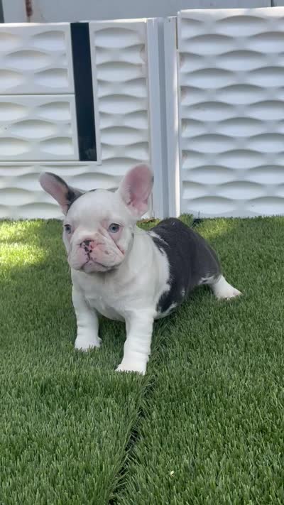 Madona, a female French Bulldog for sale in Fort Lauderdale, FL – 7 of 7