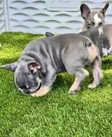 Blue, a male French Bulldog for sale in Fort Lauderdale, FL – 3 of 10