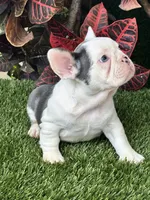 Madona, a female French Bulldog for sale in Fort Lauderdale, FL – 5 of 7