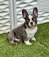 Husky, a male French Bulldog for sale in Fort Lauderdale, FL – 2 of 7