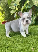 Chiky, a female French Bulldog for sale in Fort Lauderdale, FL – 7 of 8