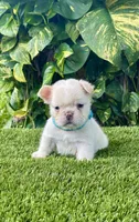 Leo, a male French Bulldog for sale in Fort Lauderdale, FL – 6 of 7