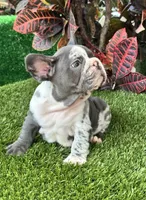 Mamut, a male French Bulldog for sale in Fort Lauderdale, FL – 8 of 9