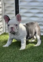 Madona, a female French Bulldog for sale in Fort Lauderdale, FL – 6 of 7