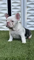 Madona, a female French Bulldog for sale in Fort Lauderdale, FL – 3 of 7