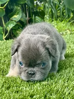 Tokyo, a female French Bulldog for sale in Fort Lauderdale, FL – 8 of 9