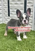 Husky, a male French Bulldog for sale in Fort Lauderdale, FL – 1 of 7