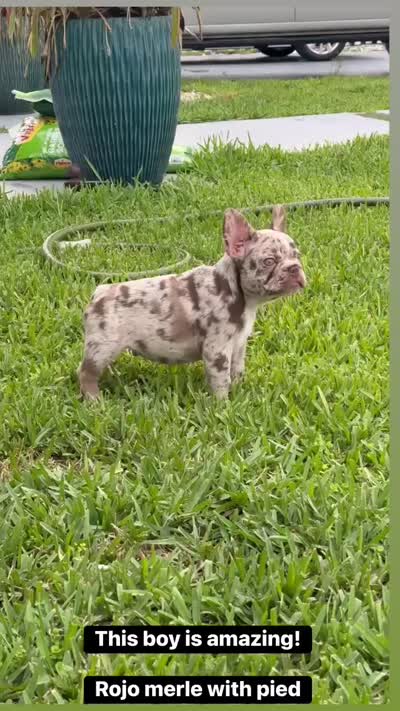 Granola, a male French Bulldog for sale in Fort Lauderdale, FL – 6 of 6