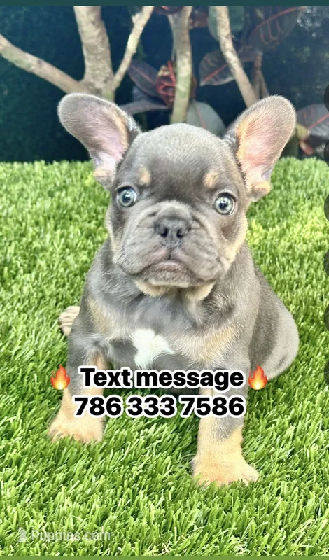 Blue – French Bulldog puppy for sale in Fort Lauderdale, FL