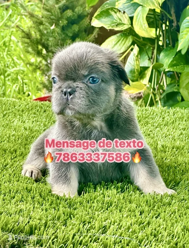 Tokyo – French Bulldog puppy for sale in Fort Lauderdale, FL