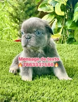 Tokyo, a female French Bulldog for sale in Fort Lauderdale, FL – 1 of 9