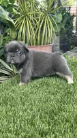 Tokyo, a female French Bulldog for sale in Fort Lauderdale, FL – 3 of 9