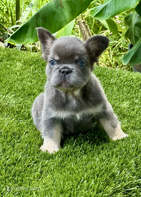 Tokyo – French Bulldog puppy for sale in Fort Lauderdale, FL