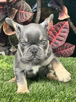 Chiky, a male French Bulldog for sale in Fort Lauderdale, FL – 7 of 9
