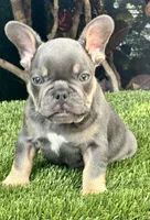 Chiky, a male French Bulldog for sale in Fort Lauderdale, FL – 3 of 9