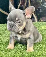 Chiky, a male French Bulldog for sale in Fort Lauderdale, FL – 6 of 9
