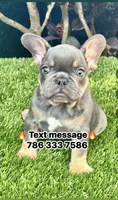 Chiky, a male French Bulldog for sale in Fort Lauderdale, FL – 1 of 9