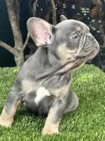 Chiky, a male French Bulldog for sale in Fort Lauderdale, FL – 9 of 9