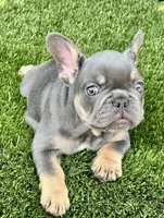 Chiky, a male French Bulldog for sale in Fort Lauderdale, FL – 4 of 9