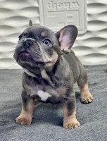 Chiky, a male French Bulldog for sale in Fort Lauderdale, FL – 8 of 9