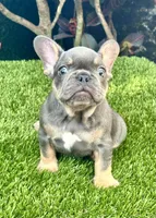 Chiky, a male French Bulldog for sale in Fort Lauderdale, FL – 2 of 9