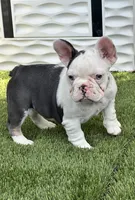 Madona, a female French Bulldog for sale in Fort Lauderdale, FL – 2 of 7