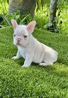 Gasparin, a male French Bulldog for sale in Fort Lauderdale, FL – 5 of 7