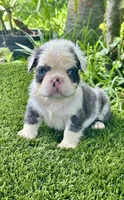 Panda, a male French Bulldog for sale in Fort Lauderdale, FL – 7 of 7