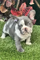 Mamut, a male French Bulldog for sale in Fort Lauderdale, FL – 6 of 9