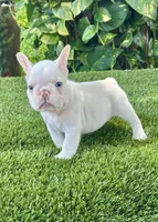 Gasparin, a male French Bulldog for sale in Fort Lauderdale, FL – 6 of 7