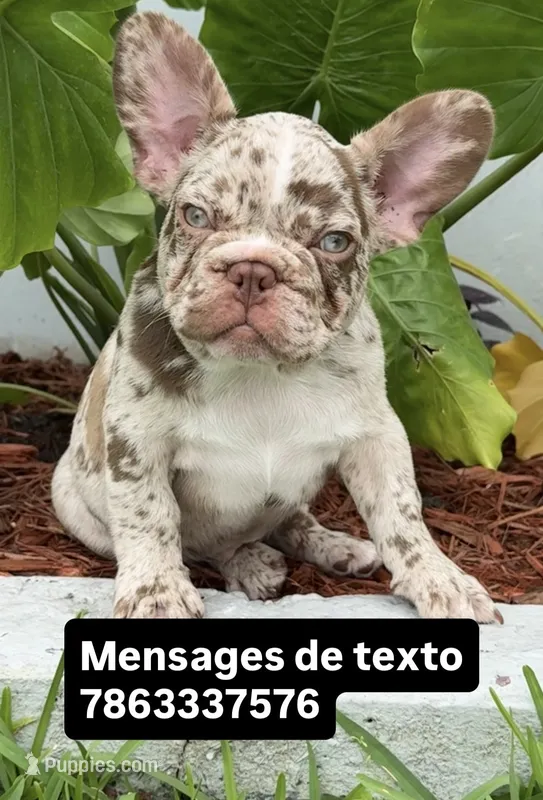 Granola – French Bulldog puppy for sale in Fort Lauderdale, FL