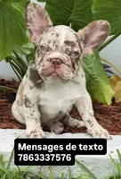 Granola, a male French Bulldog for sale in Fort Lauderdale, FL – 1 of 6